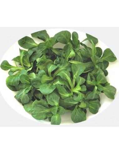 Canónigos, Bandeja de 95 Gr (Italia)