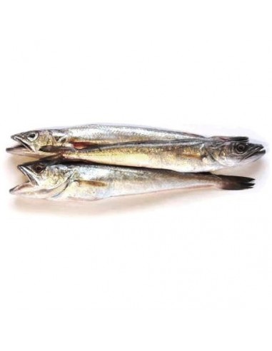 Pijota Nacional, Calibre 10/15 cm por Pieza