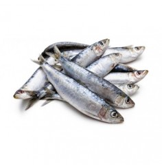 Sardina Gorda Nacional, el Kg