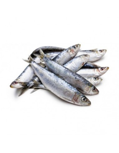 Sardina Gorda Nacional, el Kg