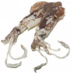 Calamar Nacional, el Kg