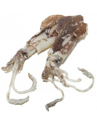 Calamar Nacional, el Kg