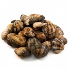 Almeja de Cultivo Nacional, el Kg