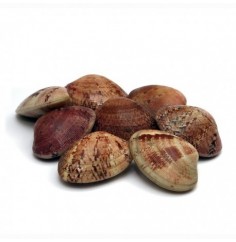 Almeja Rubia "Marinera", el Kg