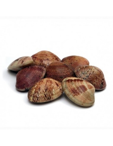 Almeja Rubia "Marinera", el Kg