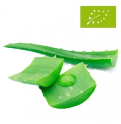 Aloe Vera Ecológico