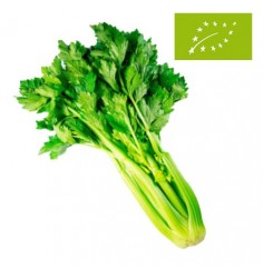 Apio Ecológico