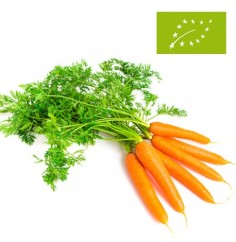 Zanahorias en Rama Ecológicas