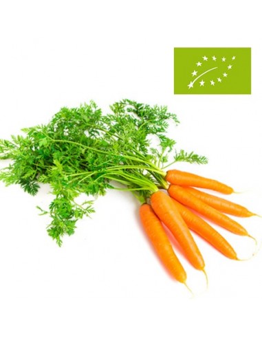 Zanahorias en Rama Ecológicas