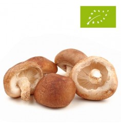 Setas Shitake Ecológicas