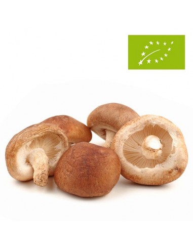 Setas Shitake Ecológicas