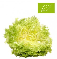 Escarola Ecológica