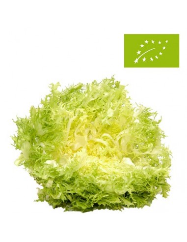 Escarola Ecológica
