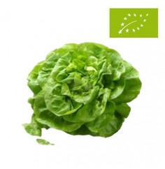 Lechuga Batavia Ecológica
