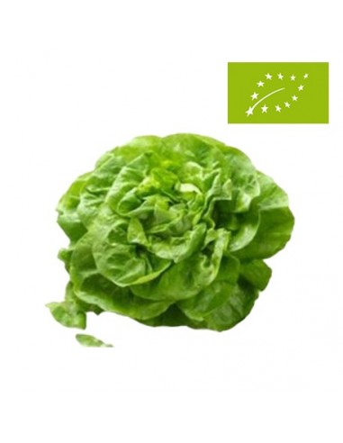 Lechuga Batavia Ecológica