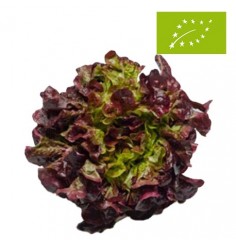 Lechuga Hoja de Roble Ecológica
