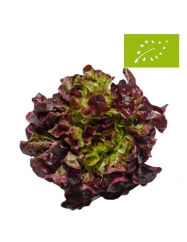 Lechuga Hoja de Roble Ecológica