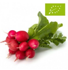 Rabanitos Ecológicos