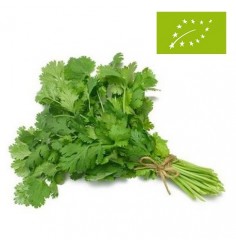 Perejil Fresco Ecológico