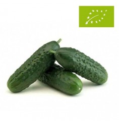 Pepino "Corto" Ecológico