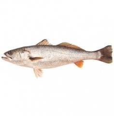 Pescadilla Volanta Nacional, Pieza de 1 a 2 Kgs Aprox