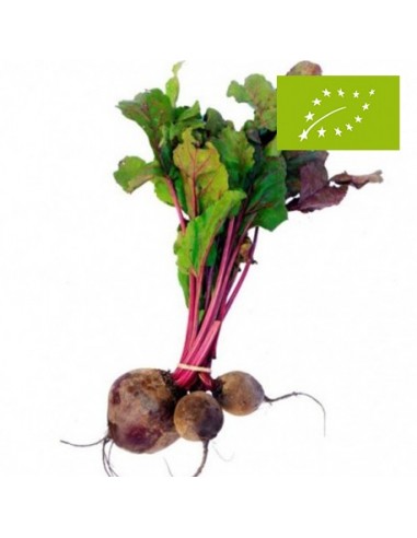 Remolacha Roja, el Manojo (Zaragoza)