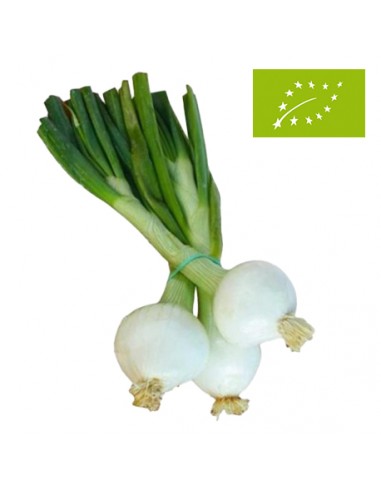 Cebolletas Blancas, el Manojo (Valencia)