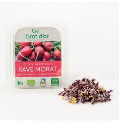 Germinado de Rabanito...