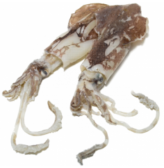 Calamar Fresco de Potera, Pieza de 500/1000 Gr. en Rodajas