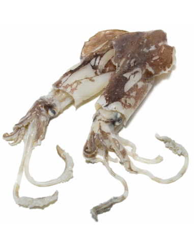 Calamar Fresco de Potera, Pieza de 500/1000 Gr. en Rodajas