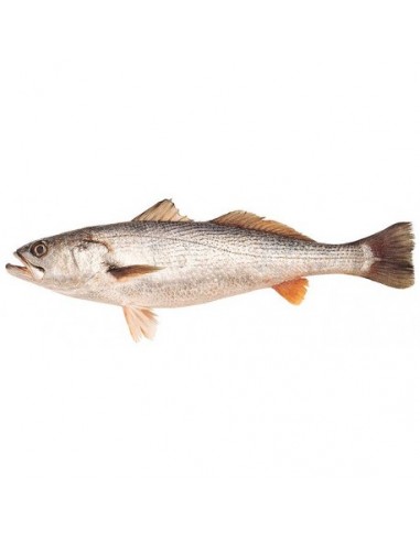 Pescadilla Volanta Nacional, Pieza de 2 a 3 Kgs Aprox "Entera y Limpia"