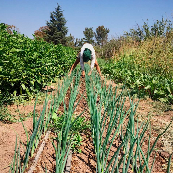 Huerta media distancia